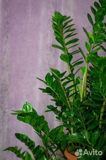 Комнатные цветы / Замиакулькас