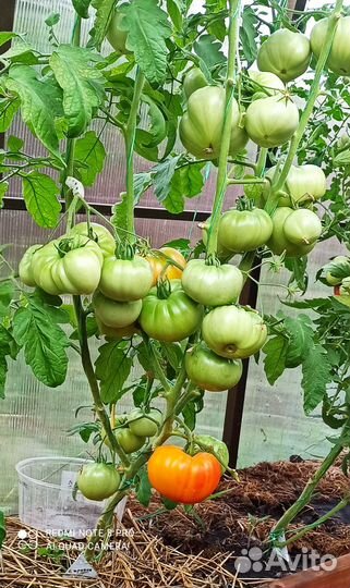 Семена коллекционных сортов томатов