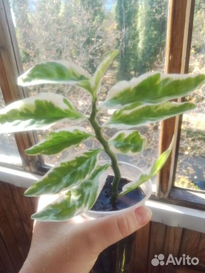 Педилантус