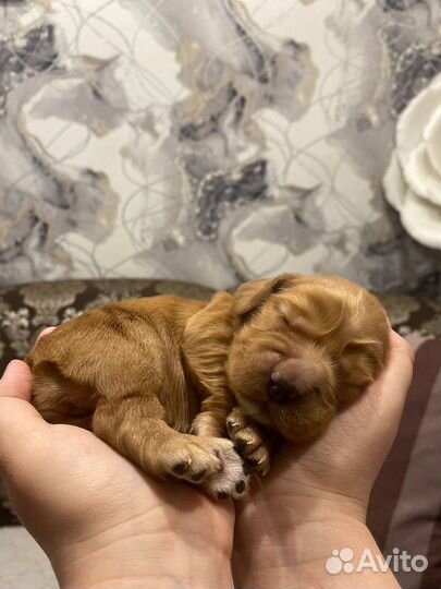 Кокер спаниель