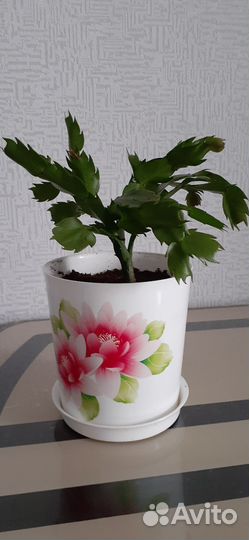 Комнатные цветы