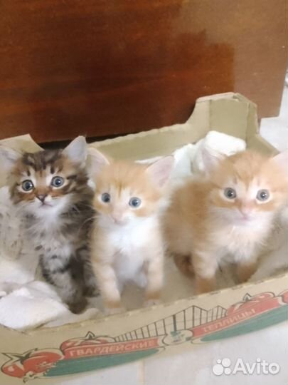 Котята в добрые руки