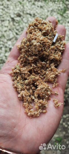 Пивная дробина