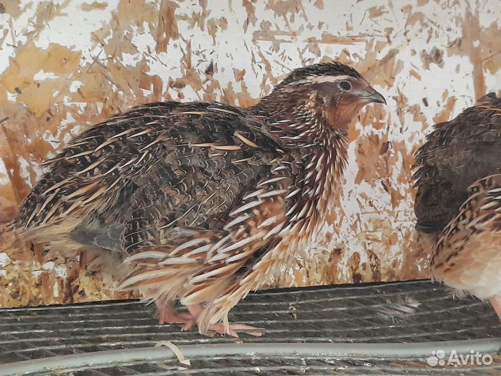 Помёт перепелиный