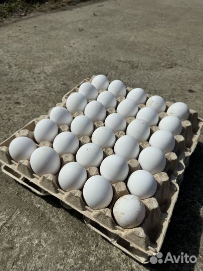 Яйцо домашнее