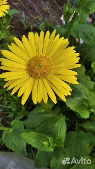 Дороникум Многолетний (жёлтая ромашка)