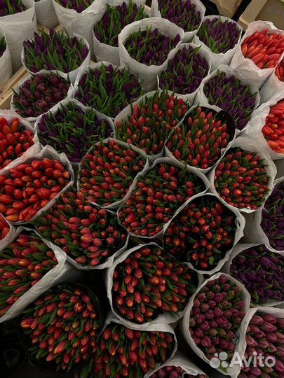 Букет из Тюльпанов доставка