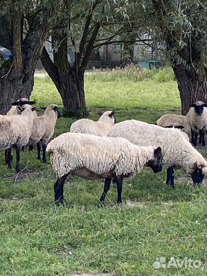Овцы,ярки,баран на племя