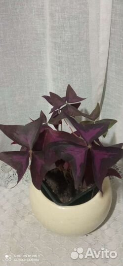 Фикус Диверсифолия, пеларгония, пиперомия