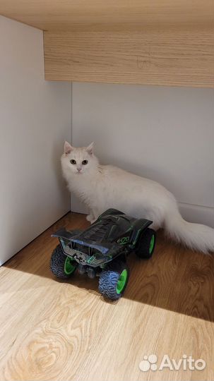Кошка в добрые руки