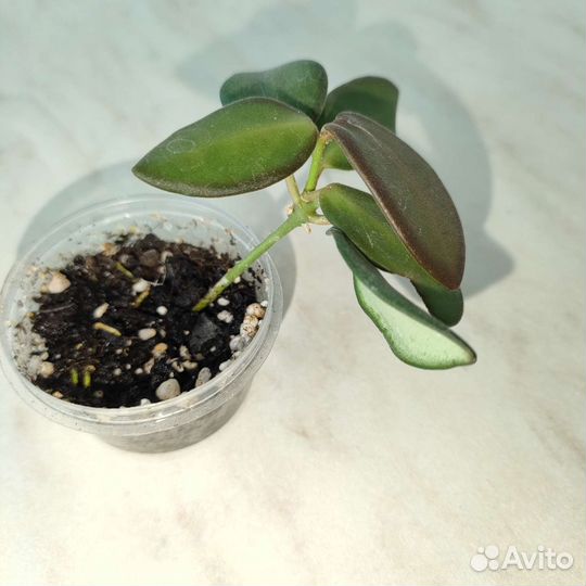 Хойя билобата