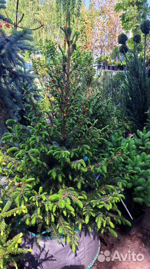 Ель сербская