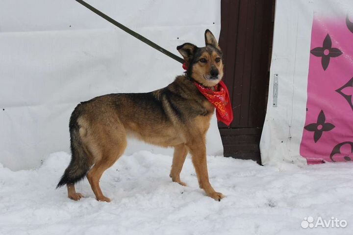 Ася грустит и переживает в приюте