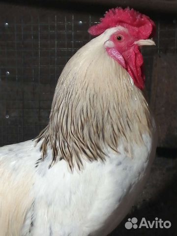Куры петухи