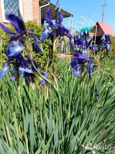 Ирис сибирский