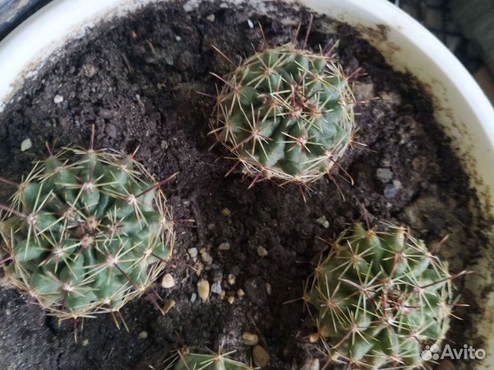 Лобивия,Гимнокалициум,Маммилярия