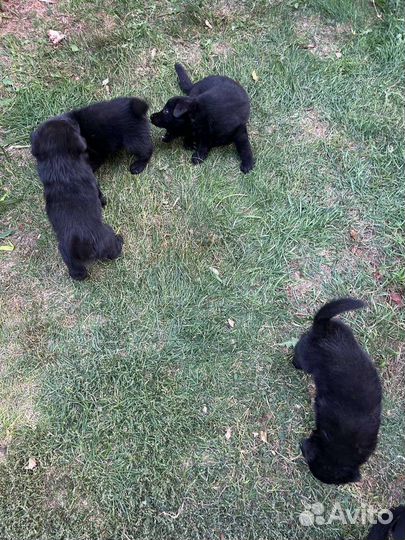 Щенки лабрадора черные