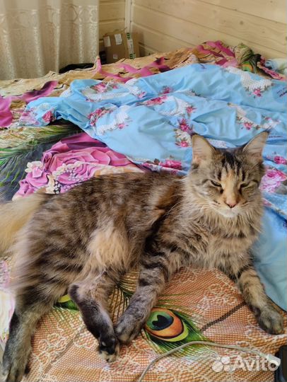 Котята мэйн-куны метисы