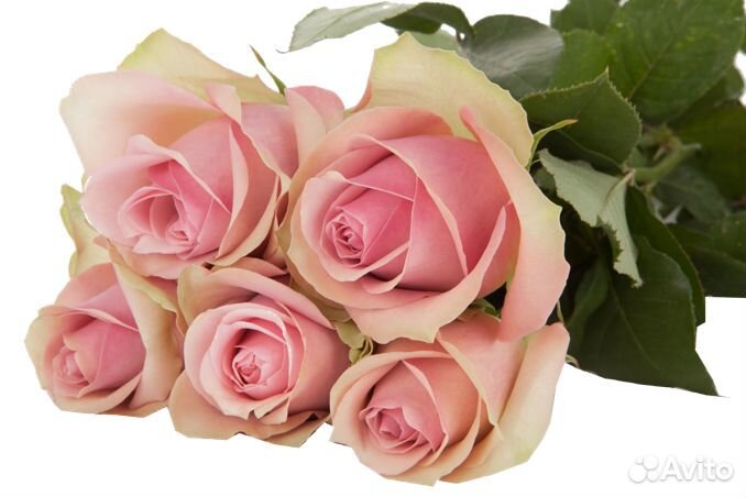 Роза одноголовая букет опт