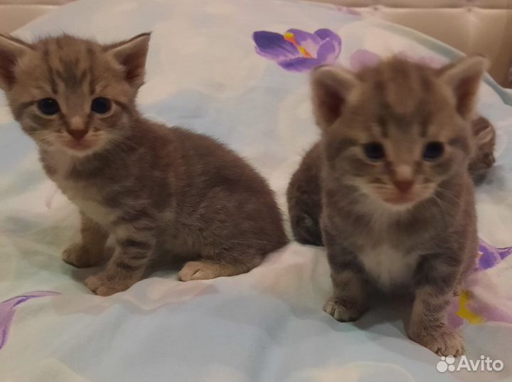 Отдам в добрые руки