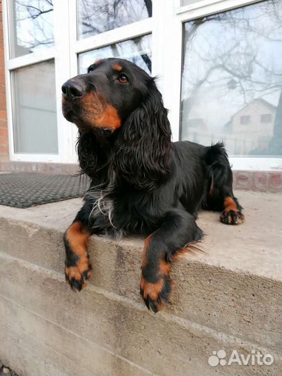 Вязка русский охотничий спаниель