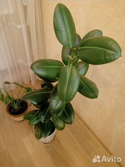 Фикус каучуконосный большой