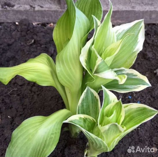 Хоста многолетники