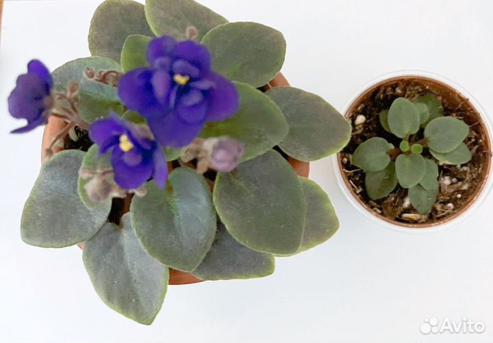 Фиалка мини