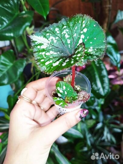 Бегония хн Снежные вершины