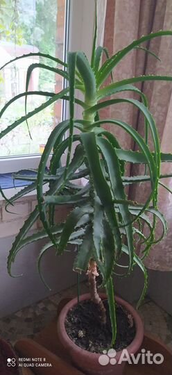 Алоэ столетник