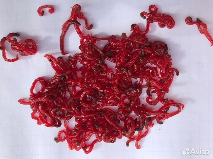 Мотыль Крупный, кормовой
