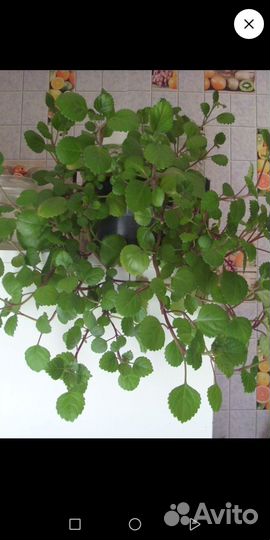 Плектрантус