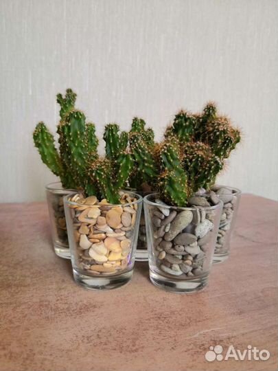 Суккуленты и кактусы
