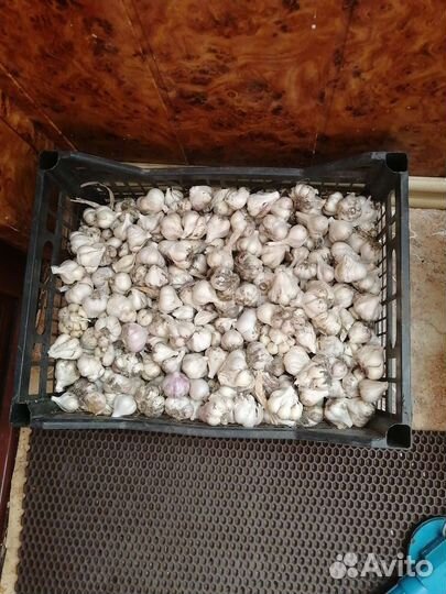 Чеснок домашний