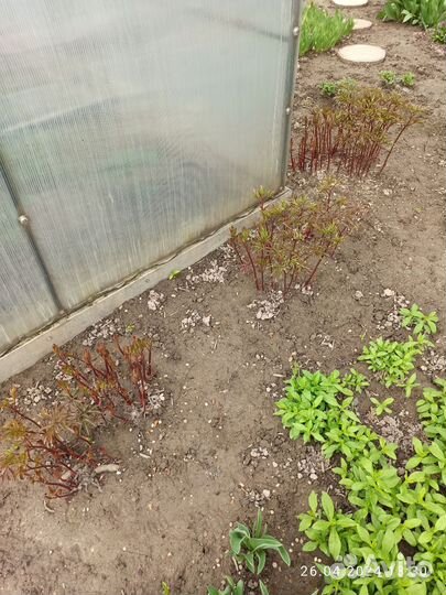 Садовые растения