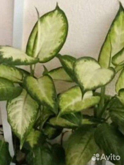 Диффенбахия Камилла