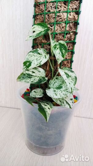 Эпипремнум пиннатум вайт марбл