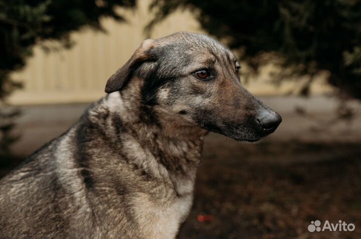 Чуткая Мелисса ждет хозяина