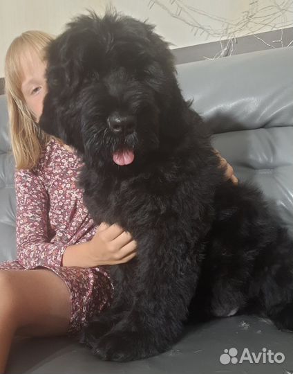 Щенки Русского Черного терьера