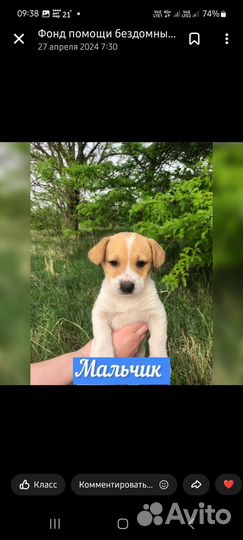 Щенок в добрые руки