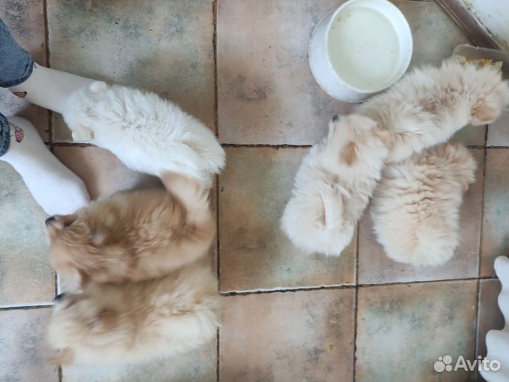 Милашные шпицы