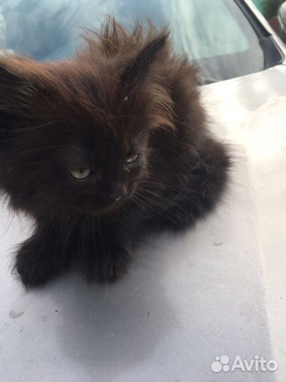 Кошки бесплатно