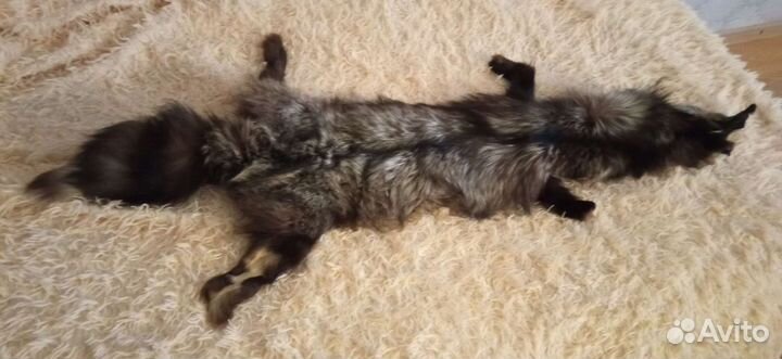 Шкурка Чернобурки