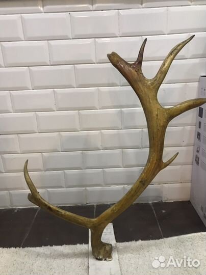 Рога оленя