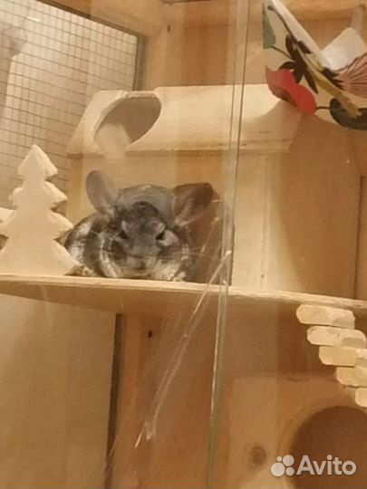 Шиншилла эбони