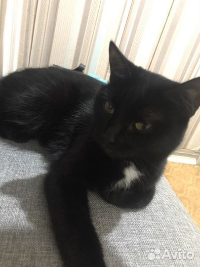 Черная кошка