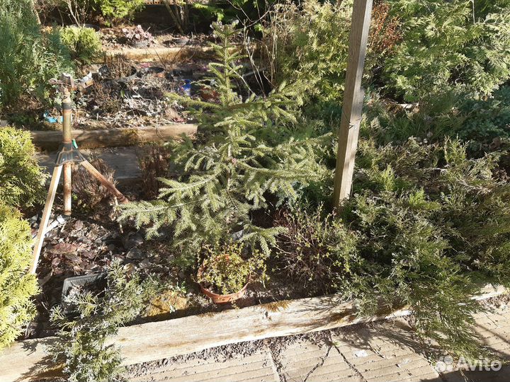 Хвойные растения