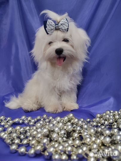 Красавец Тимофей