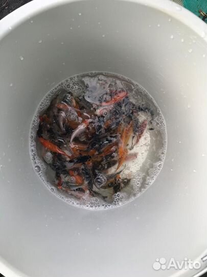 Малек рыба карп кои