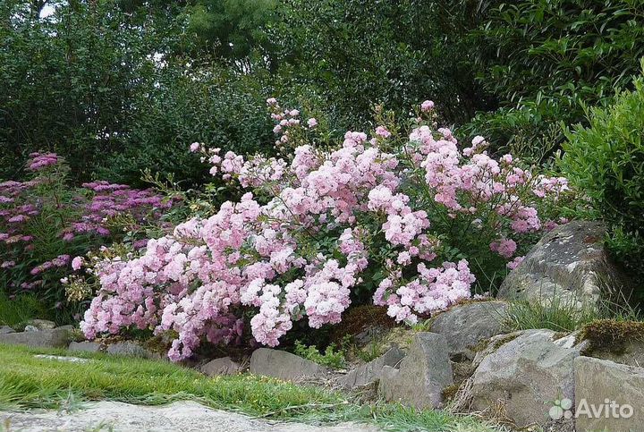 Почвопокровная роза«Фэйри» (саженцы)